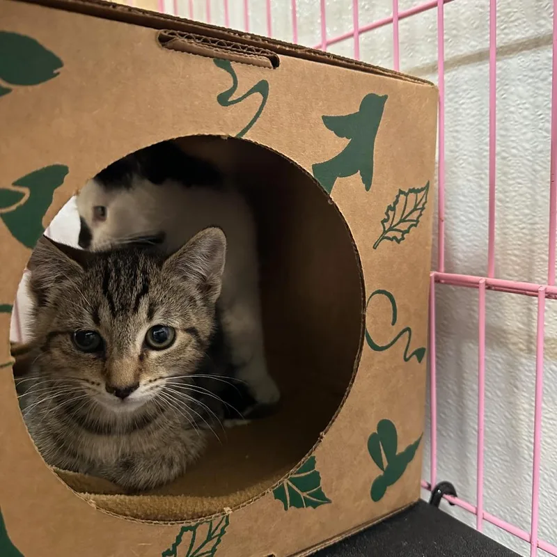 A baby small-sized female Brown / Chocolate Domestic Short Hair cat named Gretel for adoption in Priest River, ID