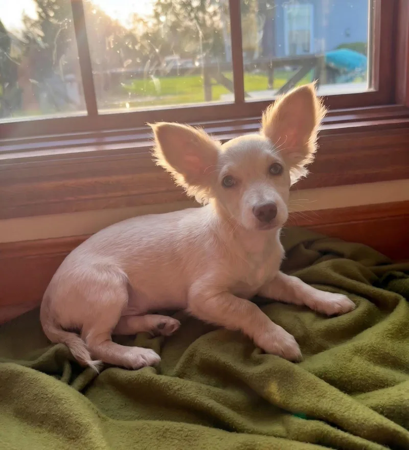 A baby small-sized male Chihuahua dog named Tater Tot for adoption in North Prairie, WI
