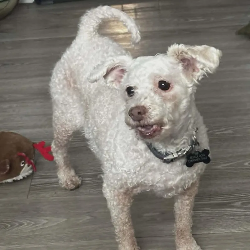 A senior small-sized female White / Cream Miniature Poodle dog named Serena for adoption in Marana, AZ