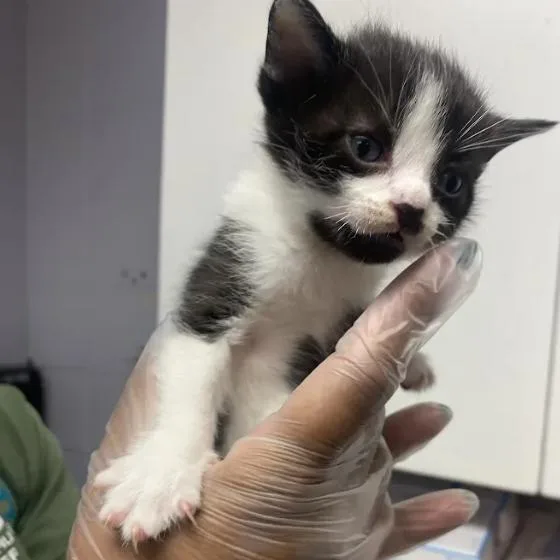 A baby small-sized male Black Domestic Short Hair cat named Lotus for adoption in South Elgin, IL