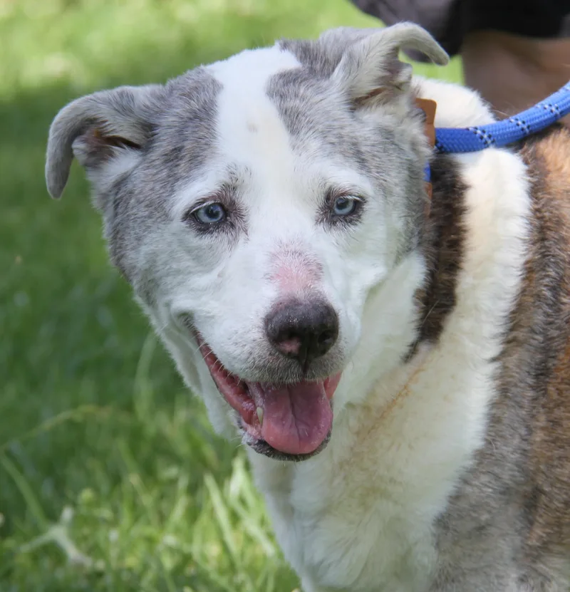 A senior medium-sized female Gray / Blue / Silver Australian Shepherd dog named Maggie for adoption in Marietta, OH