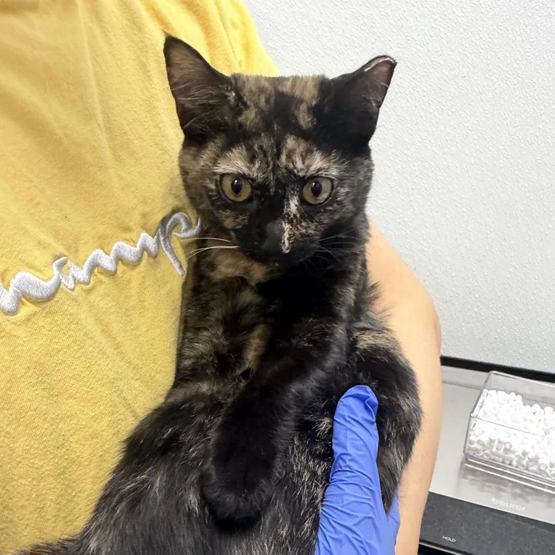 A young medium-sized female Tortoiseshell Domestic Short Hair cat named Jessie for adoption in Sunnyvale, CA