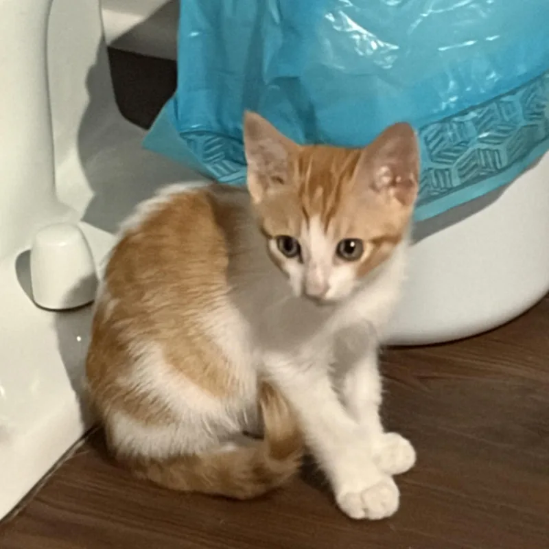 A baby medium-sized female Orange & White Domestic Short Hair cat named Hades for adoption in Metairie, LA