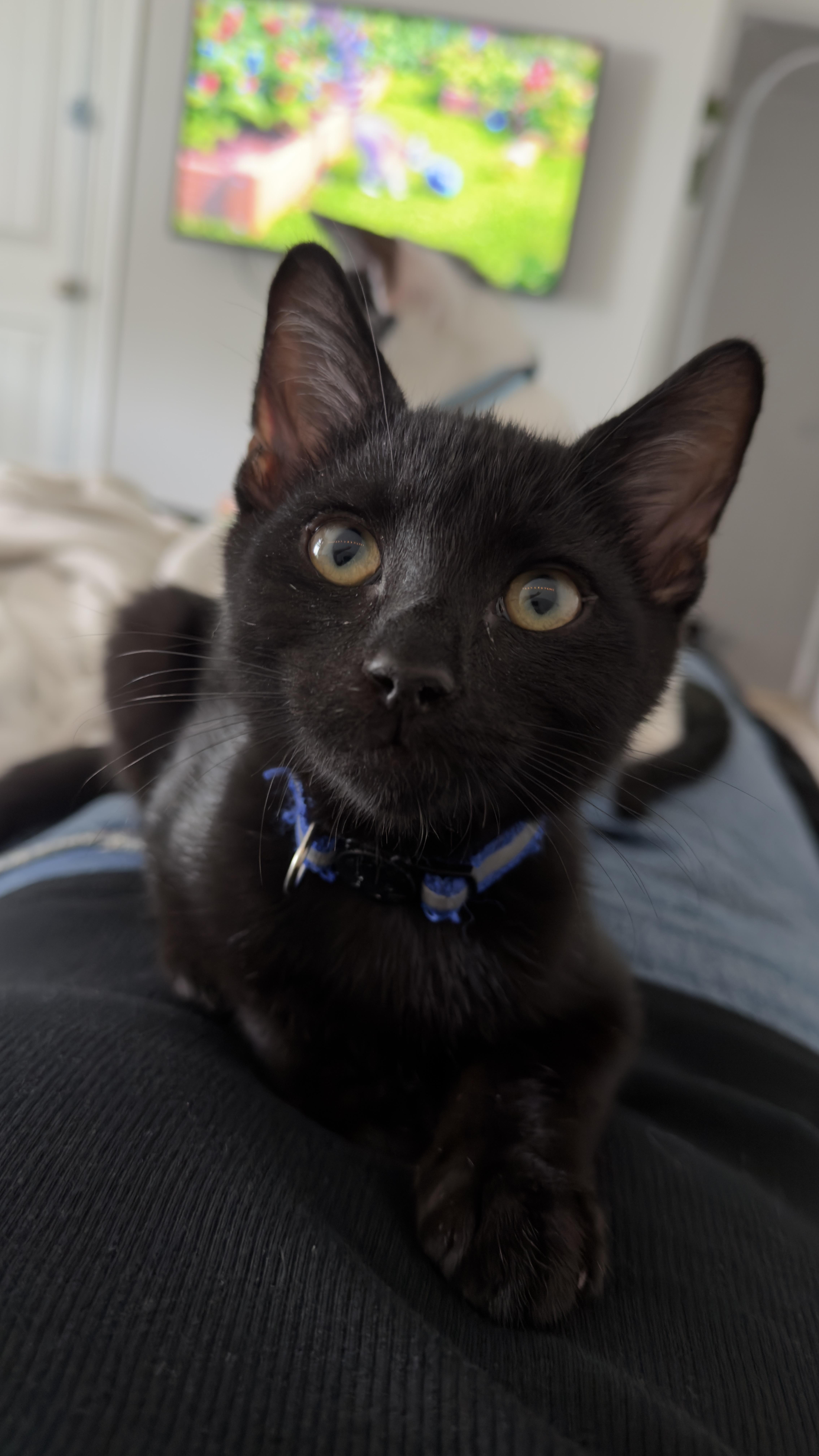 A baby medium-sized male Black Domestic Short Hair cat named Orlando for adoption in Murfreesboro, TN