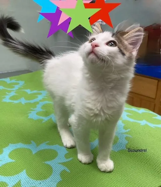 A baby medium-sized male Domestic Medium Hair cat named Scoundrel for adoption in Youngsville, NC