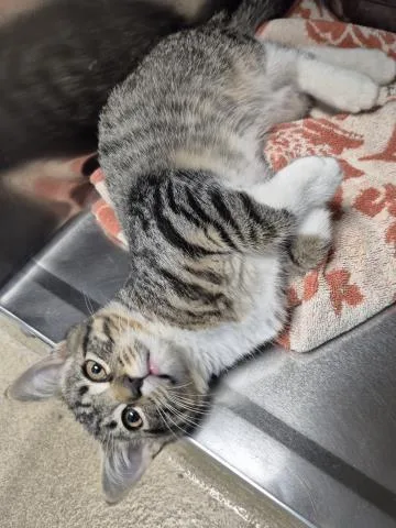 A baby small-sized male Domestic Short Hair cat named Bullseye for adoption in Decatur, IL