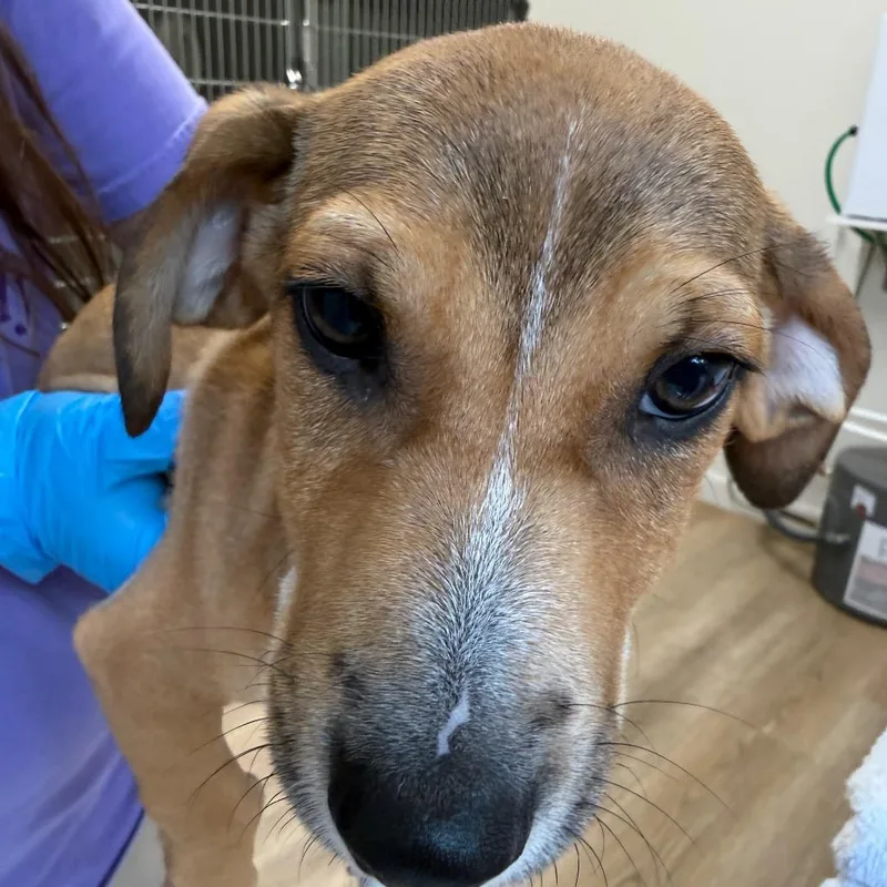 A baby small-sized male Terrier dog named Copper for adoption in Cumming, GA