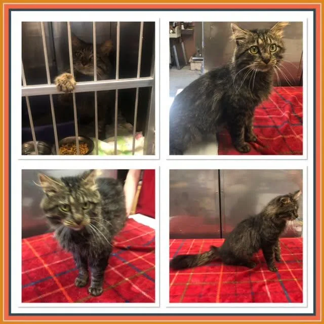 An adult small-sized male Tabby (Gray / Blue / Silver) Domestic Medium Hair cat named Li Us aka Gramps for adoption in Buckhannon, WV