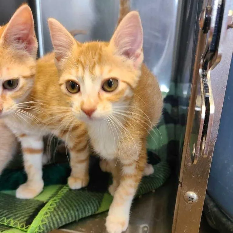 A baby small-sized female Orange / Red Domestic Short Hair cat named Bonnie for adoption in Davenport, IA