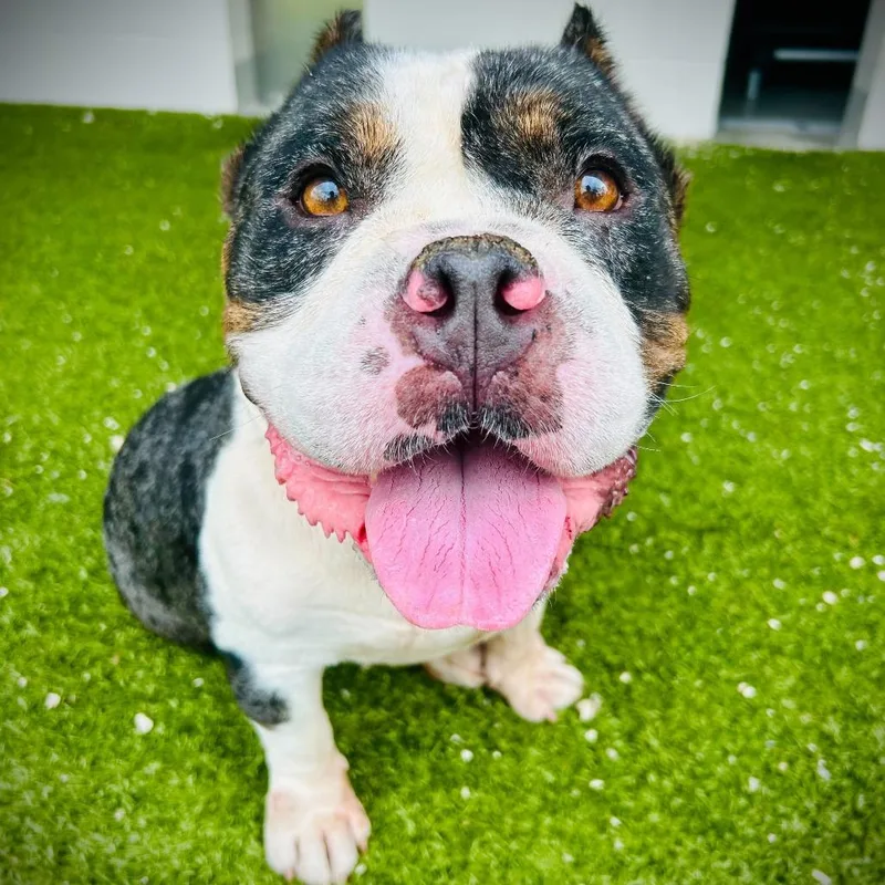 An adult medium-sized male Gray / Blue / Silver Staffordshire Bull Terrier dog named Chimney for adoption in Englewood, FL