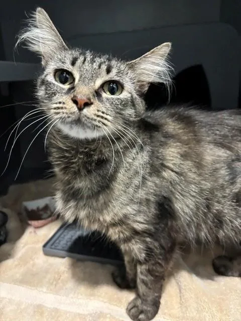 A young medium-sized female Domestic Medium Hair cat named Sarah for adoption in Leesburg, VA