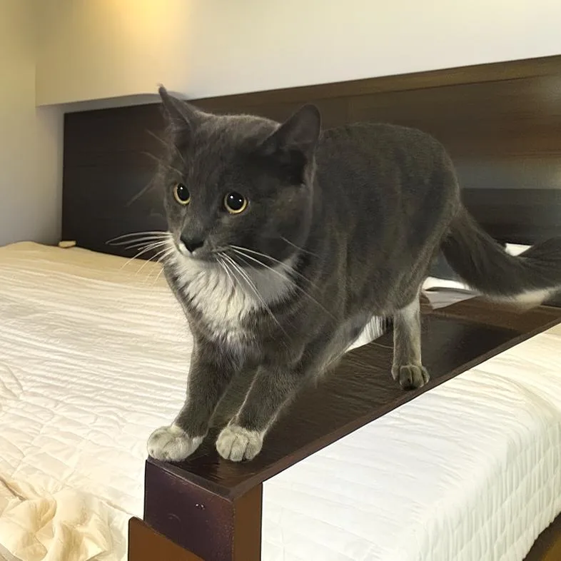 A young medium-sized male Gray / Blue / Silver Domestic Short Hair cat named Binx for adoption in Long Beach, CA