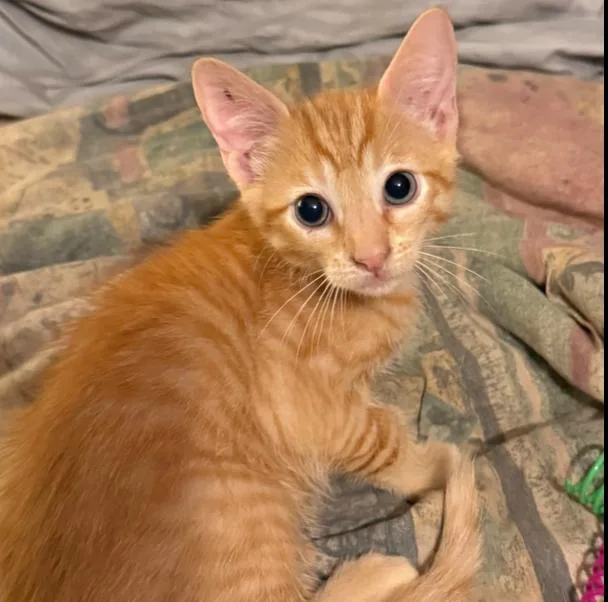 A baby small-sized male Tabby (Orange / Red) Domestic Short Hair cat named Redd for adoption in Safety Harbor, FL