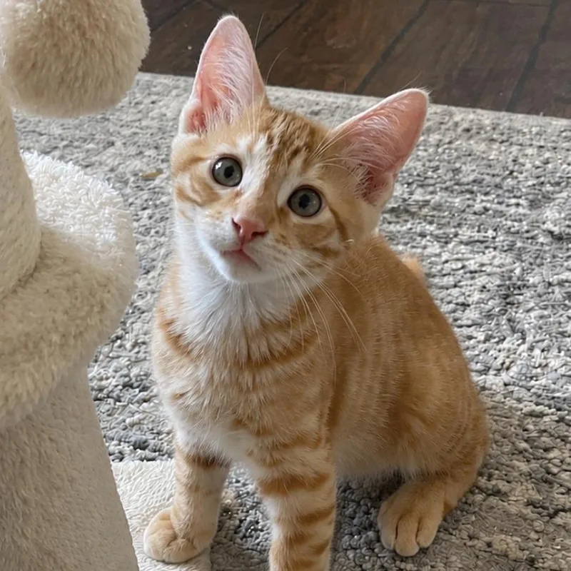 A baby small-sized male Orange / Red Domestic Short Hair cat named Beanie for adoption in Houston, TX