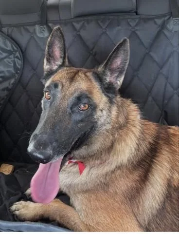 Belga URGENT