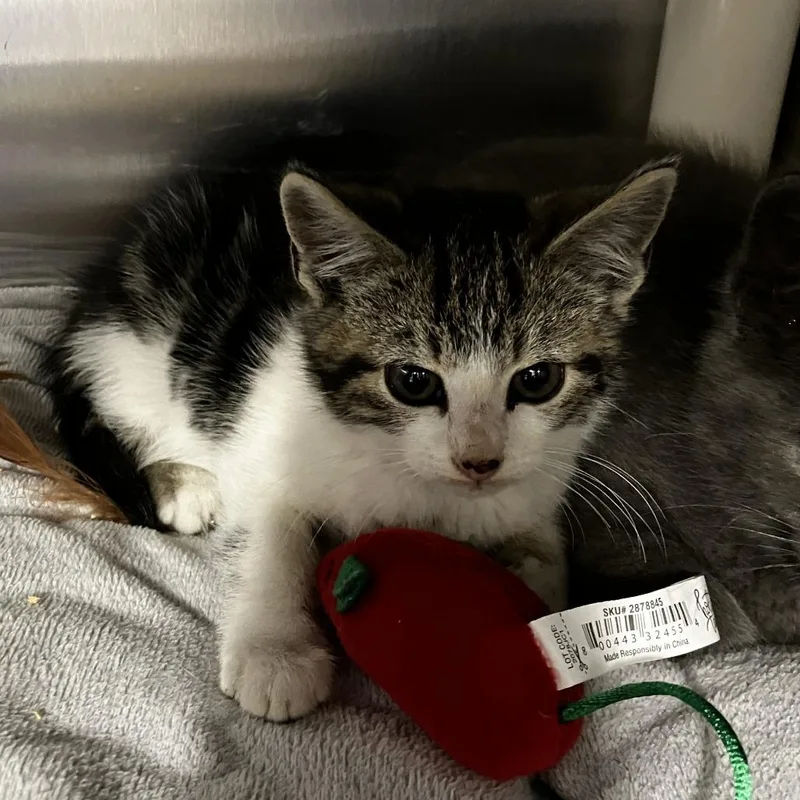 A baby small-sized male Brown / Chocolate Domestic Short Hair cat named Sir Duncan the Tall for adoption in Wilmington, DE