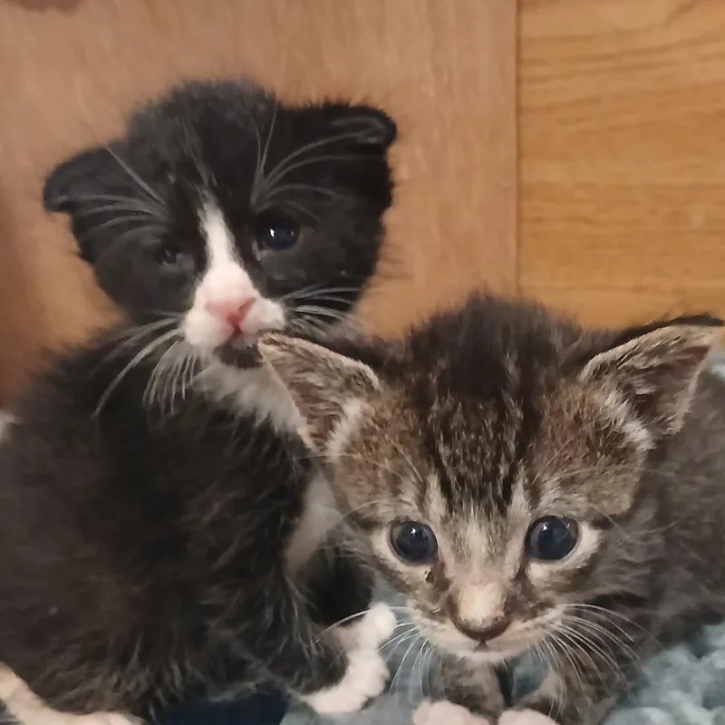 A baby small-sized male Domestic Short Hair cat named Tiger for adoption in Allyn, WA