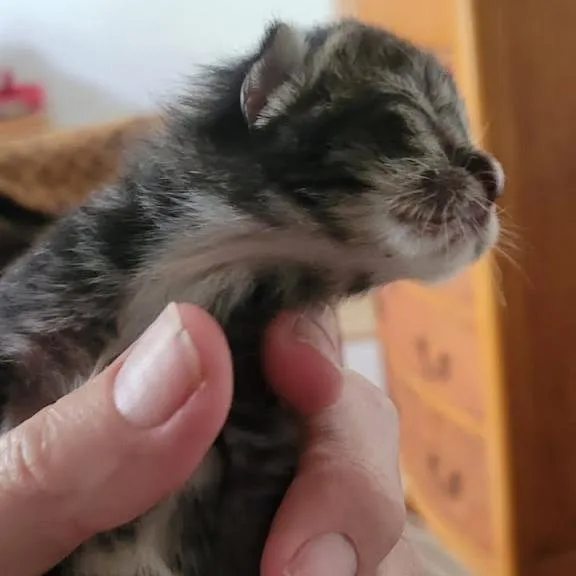 Tiger thumbnail 4