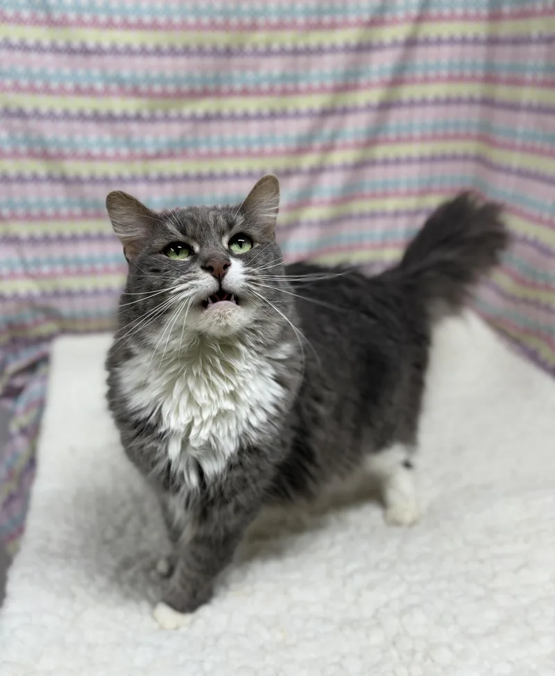 An adult large-sized female Gray & White Domestic Medium Hair cat named Gemma for adoption in Upper Sandusky, OH