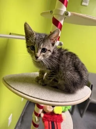 A baby small-sized female Domestic Short Hair cat named Sakura for adoption in New Orleans, LA