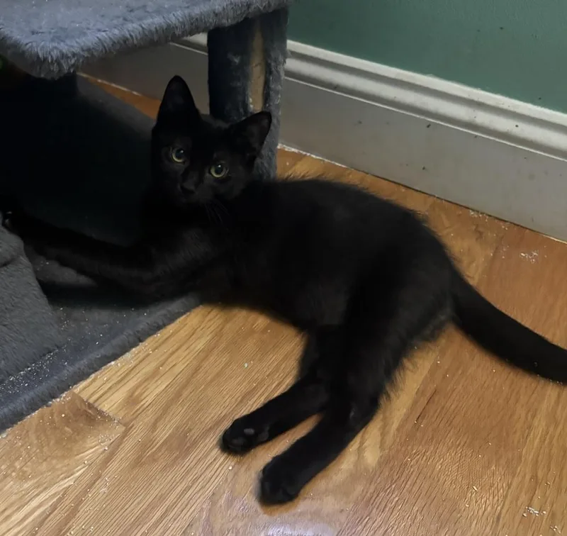 A baby small-sized male Black Domestic Short Hair cat named Jethro for adoption in Duxbury, MA