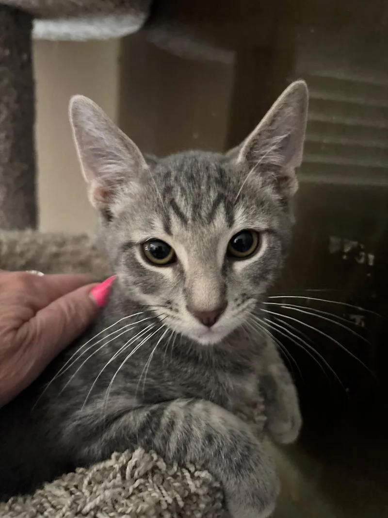 A young medium-sized male Domestic Short Hair cat named Poomba for adoption in Phoenix, AZ