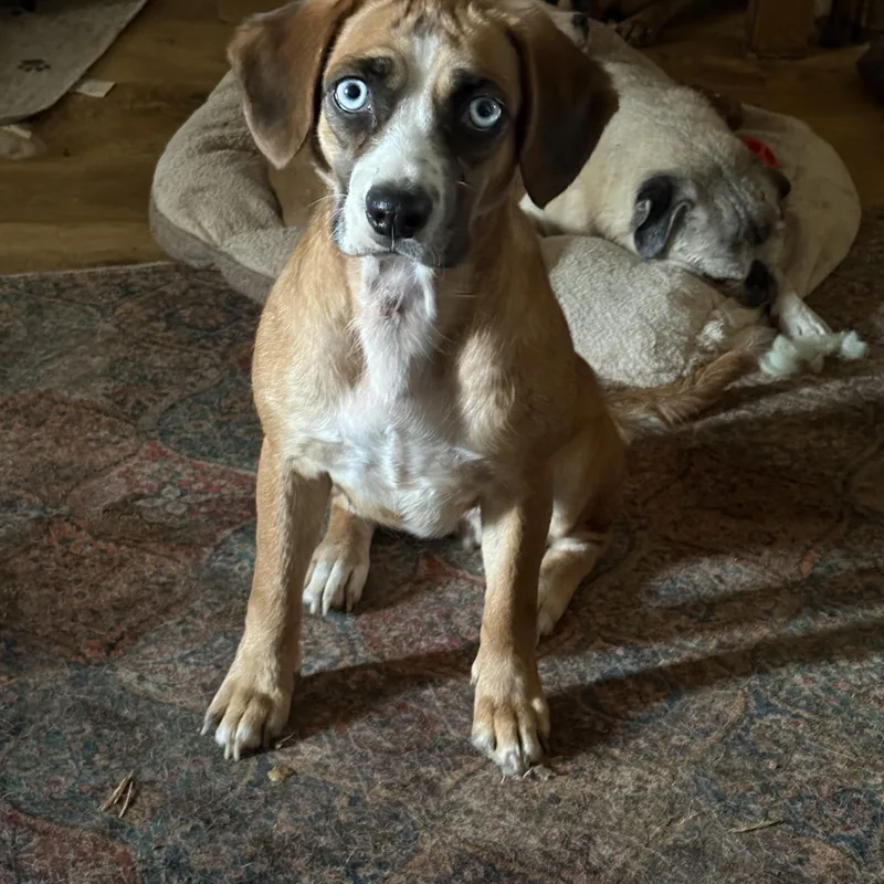 A young medium-sized female Beagle dog named Shiloh for adoption in AMARILLO, TX