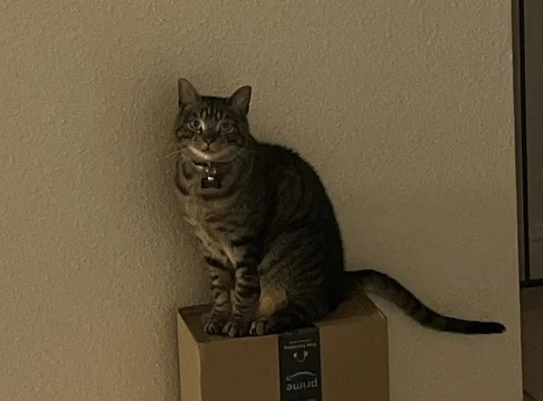 An adult small-sized male Domestic Short Hair cat named Nash for adoption in Oceanside, CA