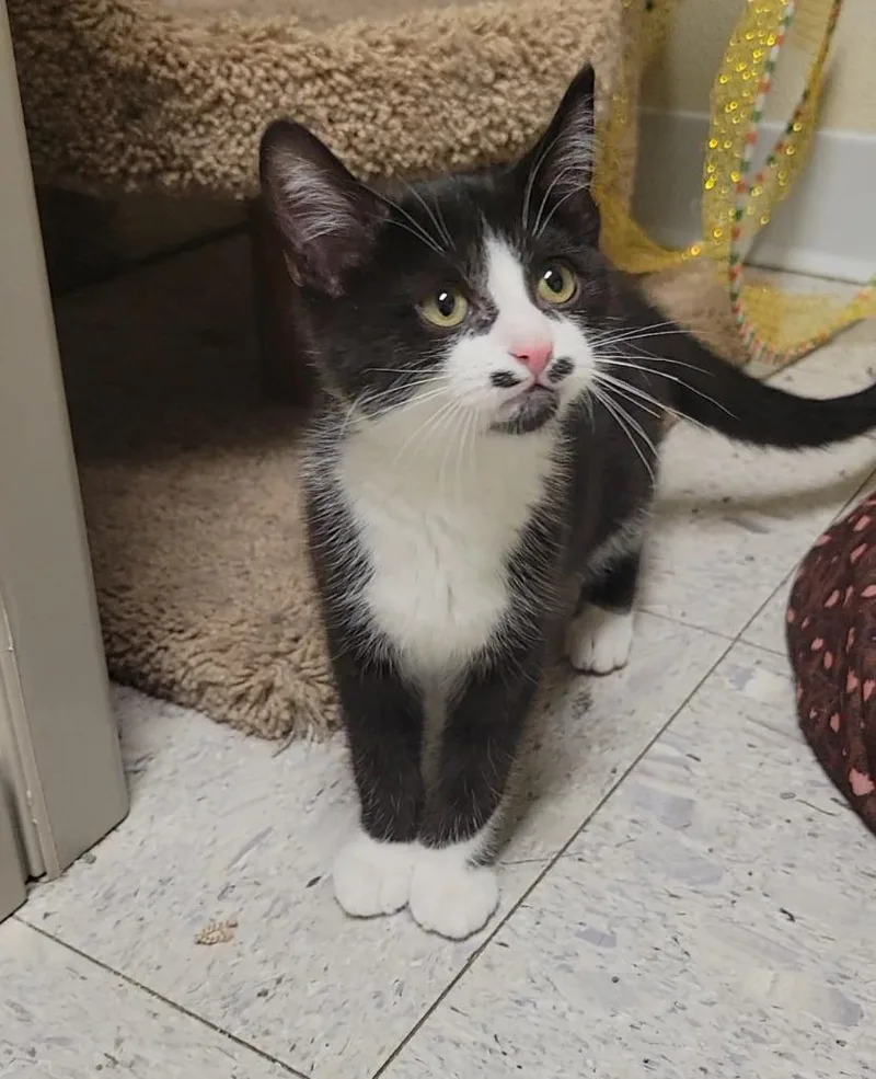 A baby medium-sized male Domestic Short Hair cat named Mustache for adoption in Sandusky, OH