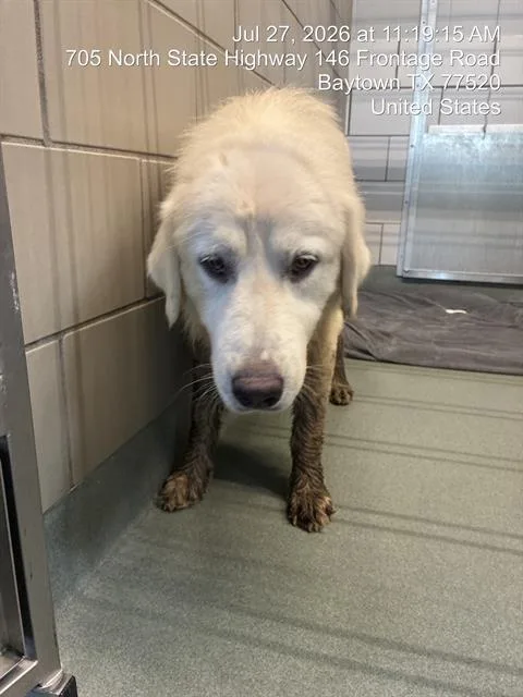 An adult large-sized male Great Pyrenees dog named Lake for adoption in Baytown, TX