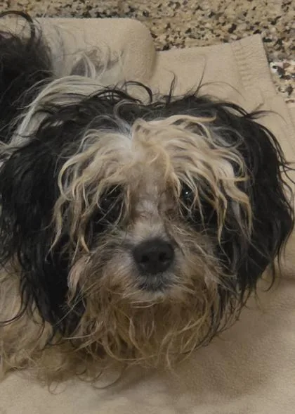 An adult small-sized male Mixed Breed dog named Swiffer for adoption in Aiken, SC