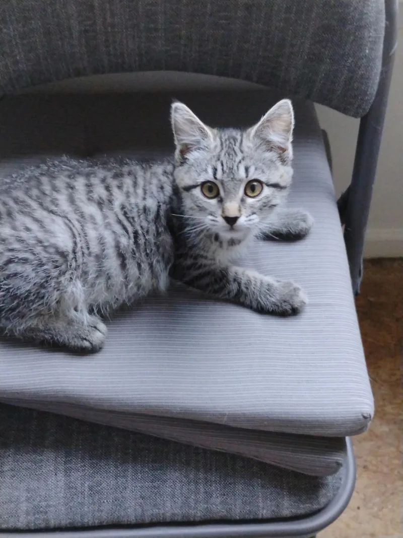 A young medium-sized male Brown / Chocolate Domestic Short Hair cat named Joey Wobbles for adoption in Williamsburg, VA