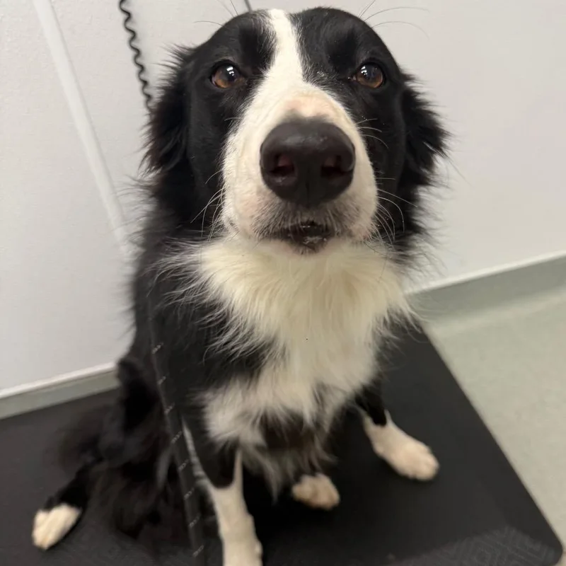 An adult medium-sized female Black Border Collie dog named Lucy for adoption in Abilene, TX