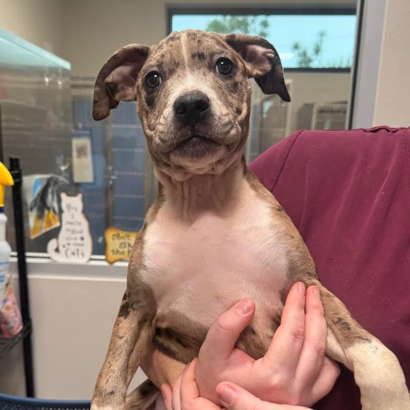A baby medium-sized female Brown / Chocolate Catahoula Leopard Dog dog named Daisy for adoption in Englewood, FL