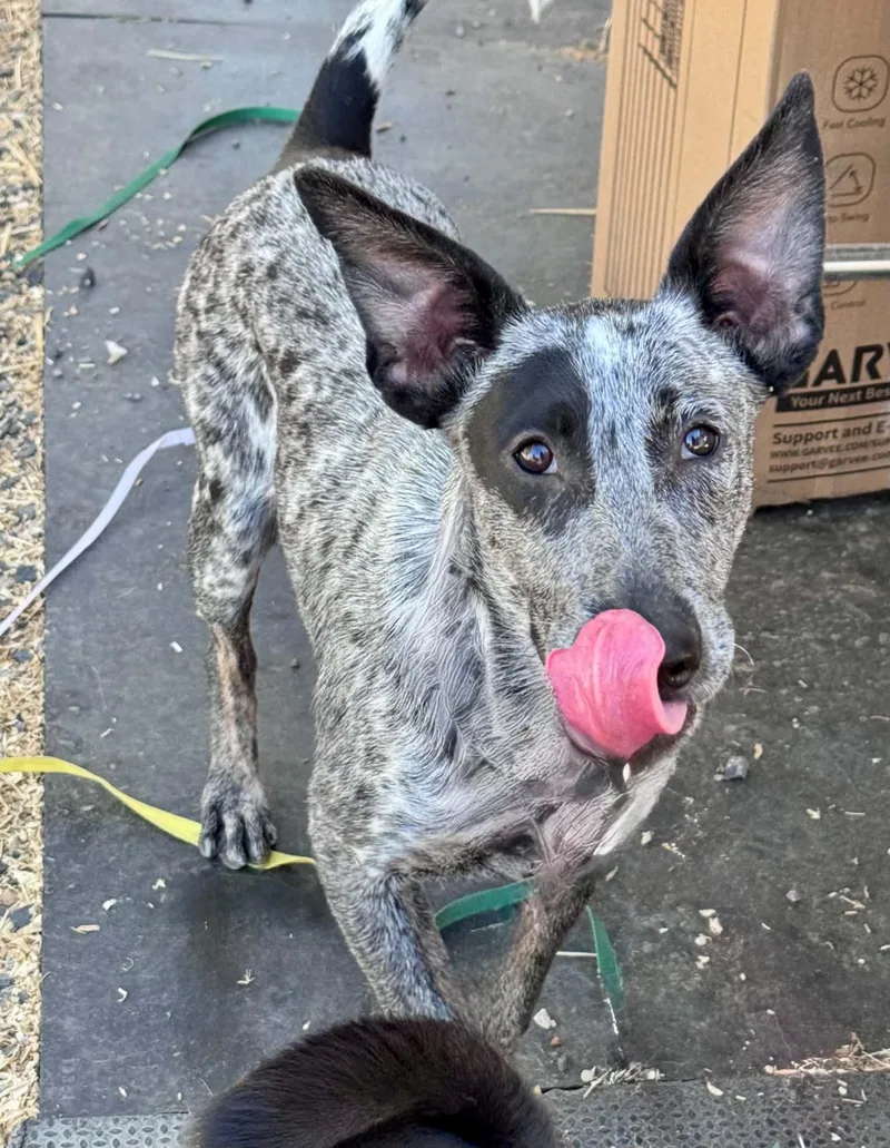 A young medium-sized female Australian Cattle Dog / Blue Heeler dog named Tessa for adoption in Bend, OR