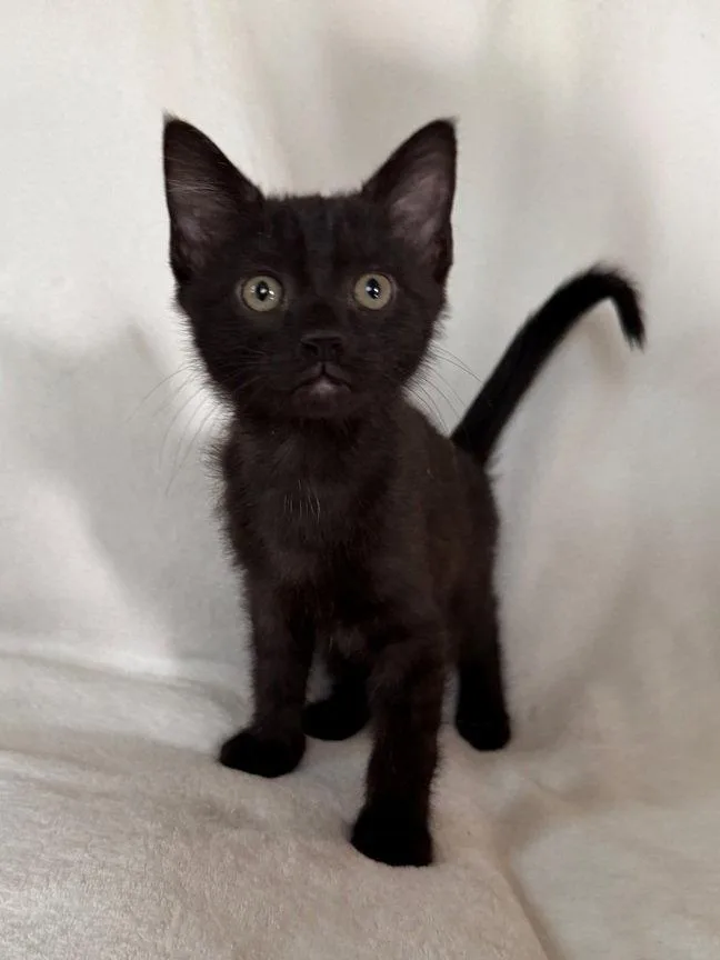 A young medium-sized female Bombay cat named Heath for adoption in Nashville, TN
