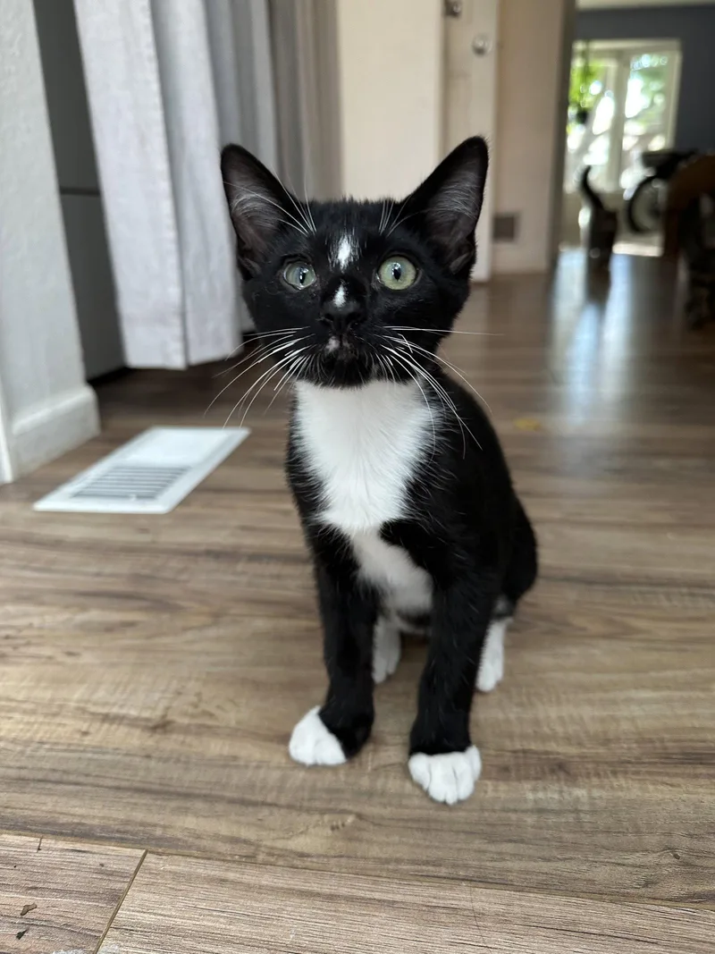 A young medium-sized male Black & White / Tuxedo Domestic Short Hair cat named Moonbeam for adoption in Aurora, CO