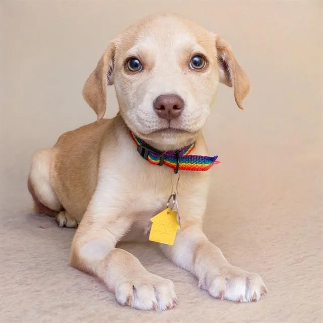 A baby small-sized female Australian Cattle Dog / Blue Heeler dog named Lace for adoption in St. Louis, MO