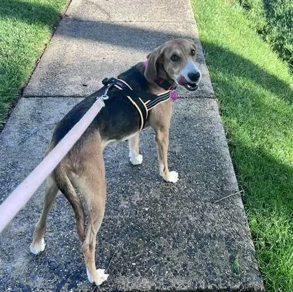 A young medium-sized female Tricolor (Brown, Black, & White) American Foxhound dog named Tilly for adoption in Brookeville, MD