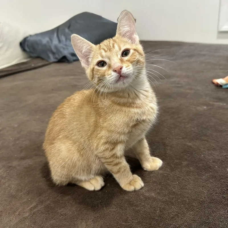 A baby small-sized male Tabby (Orange / Red) Domestic Short Hair cat named Deku for adoption in Richmond, VA