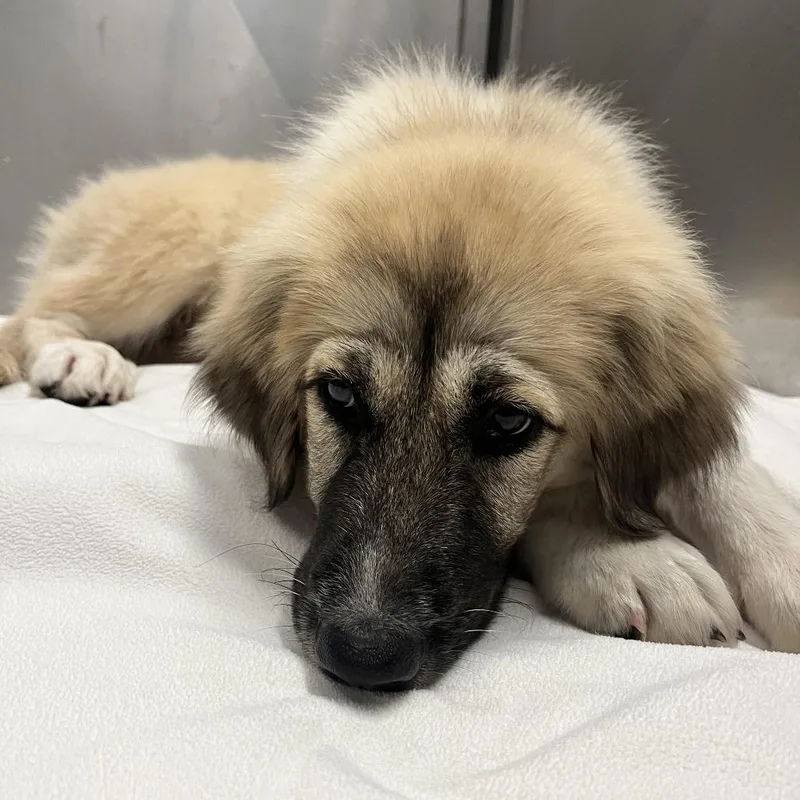 A baby large-sized female Apricot / Beige Great Pyrenees dog named Lola for adoption in Royse City, TX