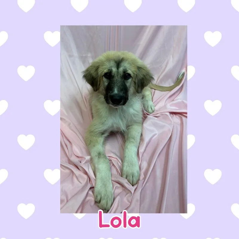 Lola thumbnail 2