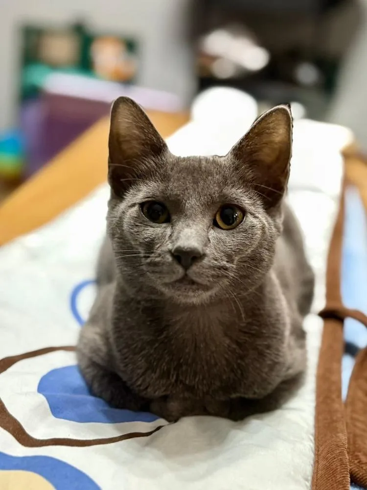 A baby small-sized female Gray / Blue / Silver Domestic Short Hair cat named Gardenia for adoption in WARNER ROBINS, GA