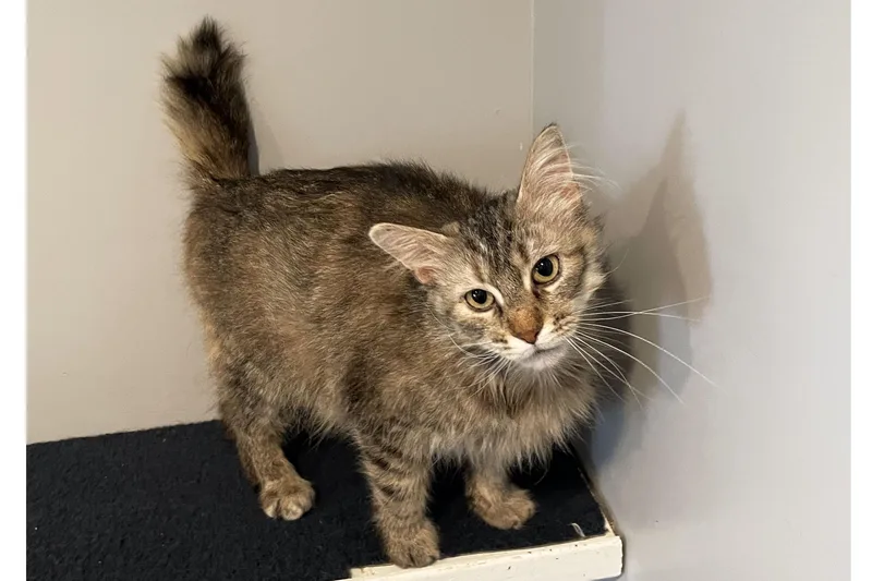 A young medium-sized female Tabby (Buff / Tan / Fawn) Domestic Medium Hair cat named Cuddles for adoption in Lincoln, NE