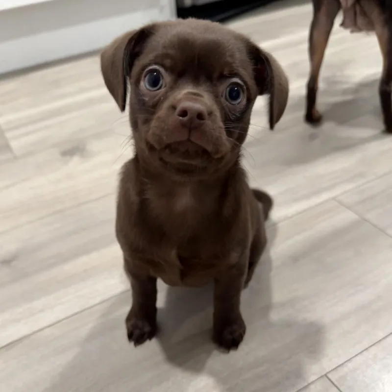 A baby small-sized female Brown / Chocolate Mixed Breed dog named Krissie for adoption in North Port, FL