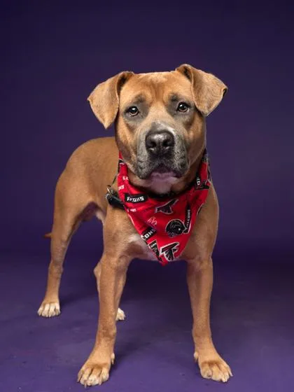 An adult large-sized male Pit Bull Terrier dog named Jolly Boy for adoption in Atlanta, GA