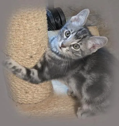 A baby medium-sized male Domestic Short Hair cat named Linus for adoption in Verona, WI