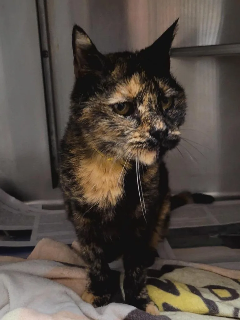A senior small-sized female Domestic Short Hair cat named Willma for adoption in Los Angeles, CA