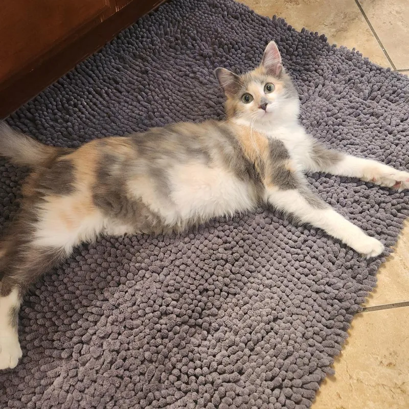 A baby medium-sized female Domestic Long Hair cat named Poppi Houston for adoption in Denver, CO