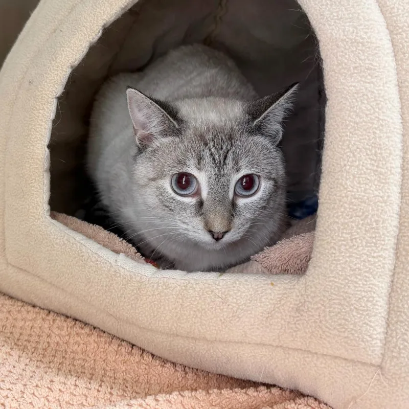 A baby small-sized female Domestic Short Hair cat named Bubbles for adoption in State College, PA
